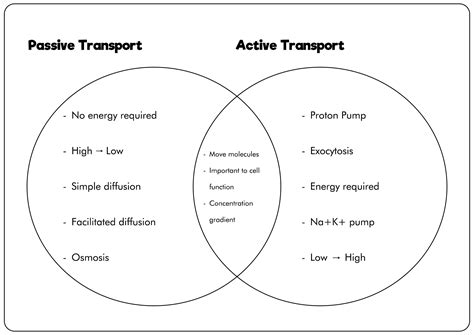 passive and active transport venn diagram worksheet